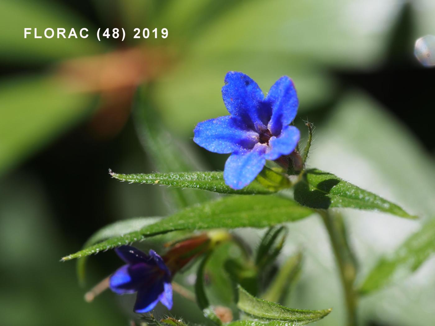 Gromwell, Blue flower